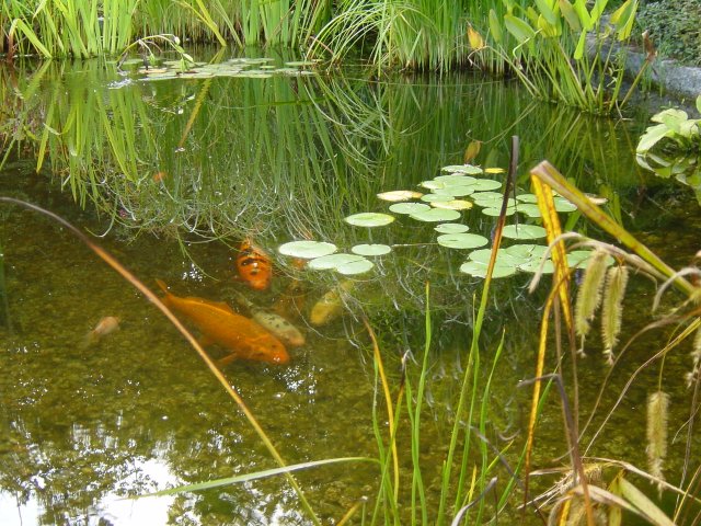 Alter Teich