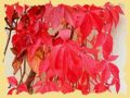 1herbstlaub.0003s.jpg