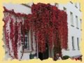 1okt.haus.0002s.jpg