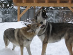 Bragi + Freya