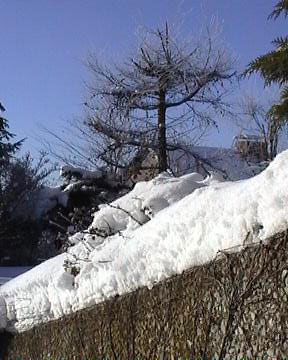 Einzelner Baum