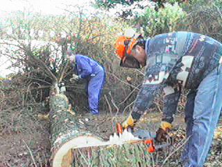 Gef&auml;llte L&auml;rche