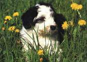 wiesenhundblumendings kl.jpg (6417 Byte)