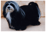 schwarzer klein.gif (5588 Byte)