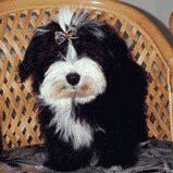 cap2 sm.gif (10469 Byte)