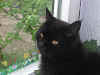 blacky.jpg (9084 Byte)
