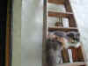 laila.jpg (12819 Byte)