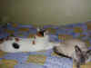 puenkt_jenny.jpg (7247 Byte)